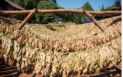 TCRA research: How prevalent is green tobacco sickness among tobacco farmers in Zambia, asks Zambian researcher