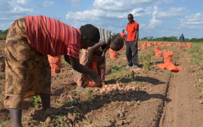 TCRA research: Zambia researcher looks at the links between child nutrition and food security in tobacco farming communities